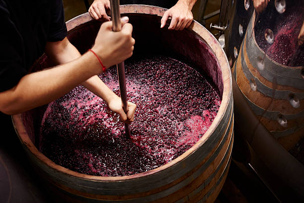 The Science of Winemaking: Understanding the Fermentation Process