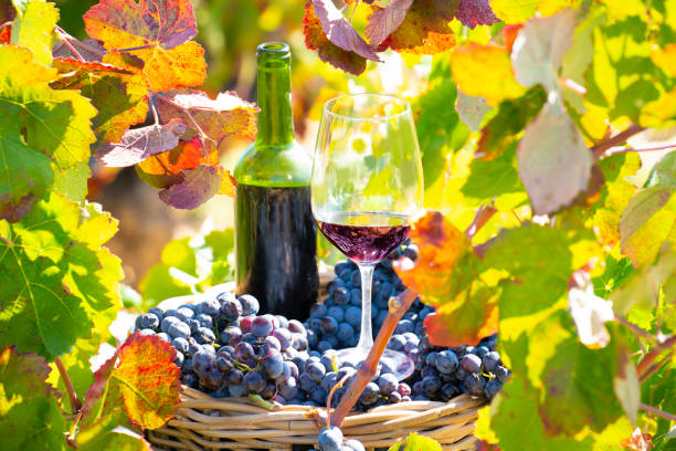 A Look Into Organic Wines: A Healthier Lifestyle Choice