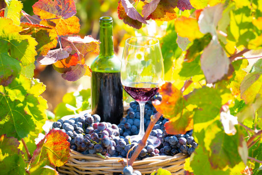 A Look Into Organic Wines: A Healthier Lifestyle Choice