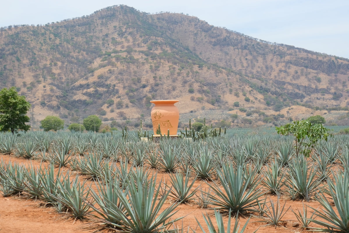 Agave field with an earthenware pot and a mountain.