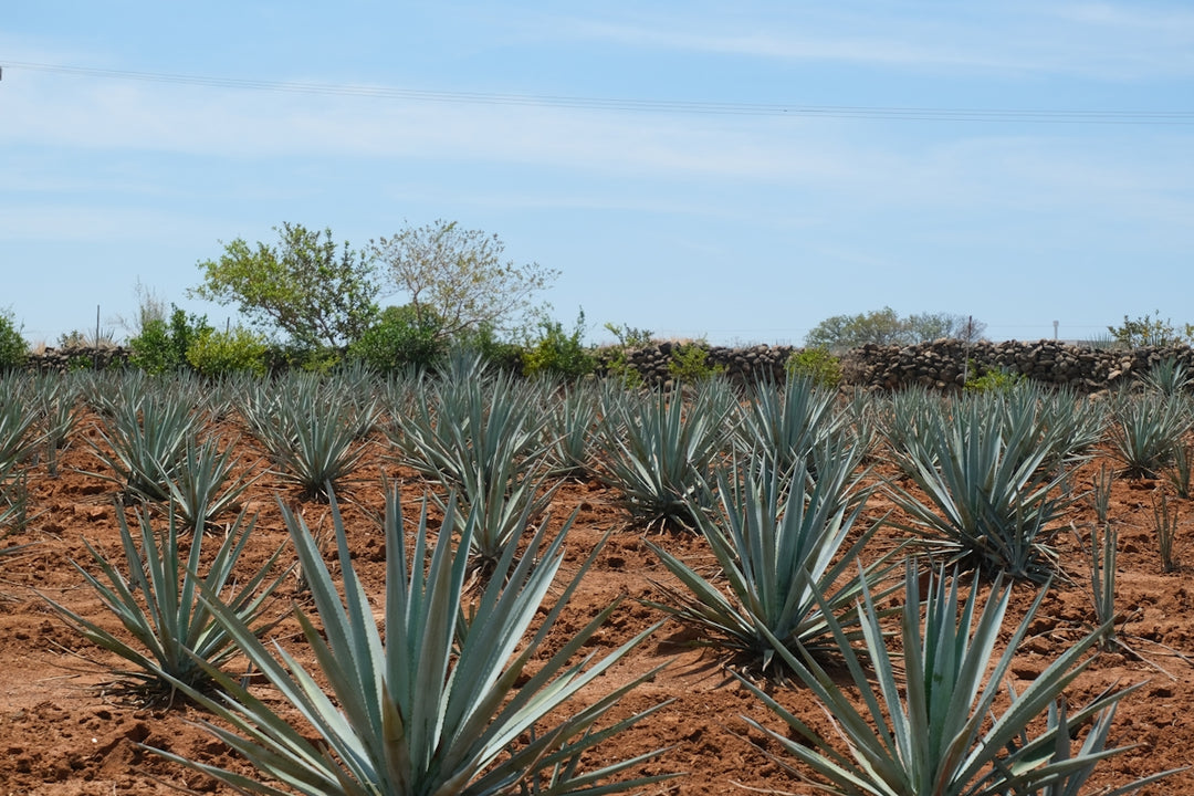 Blue agave plants grow in a field.